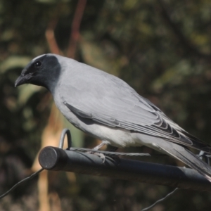 Coracina novaehollandiae at Conder, ACT - 28 May 2021