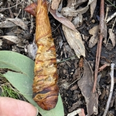 Hepialidae (family) at Paddys River, ACT - 11 Aug 2021 01:15 PM