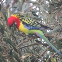 Platycercus eximius (Eastern Rosella) at Conder, ACT - 1 Jun 2021 by michaelb