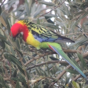 Platycercus eximius at Conder, ACT - 1 Jun 2021