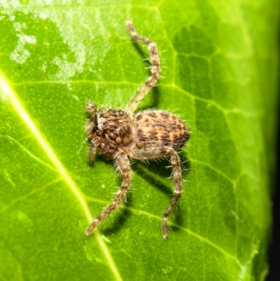 Sparassidae (family) (A Huntsman Spider) at Macgregor, ACT - 13 Aug 2021 by Roger