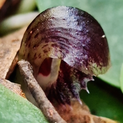 Corysanthes grumula (Stately helmet orchid) at  - suppressed by RobG1