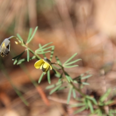 Gompholobium glabratum (Dainty Wedge Pea) at Moruya, NSW - 12 Aug 2021 by LisaH