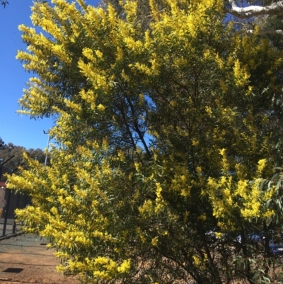 Acacia rubida (Red-stemmed Wattle, Red-leaved Wattle) at Acton, ACT - 13 Aug 2021 by Ned_Johnston