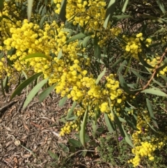 Acacia rubida at Acton, ACT - 13 Aug 2021