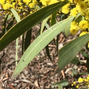 Acacia rubida at Acton, ACT - 13 Aug 2021