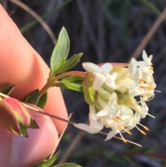 Pimelea linifolia subsp. linifolia (Queen of the Bush, Slender Rice-flower) at Acton, ACT - 13 Aug 2021 by Ned_Johnston