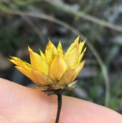 Xerochrysum viscosum at Acton, ACT - 13 Aug 2021