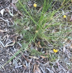 Xerochrysum viscosum at Acton, ACT - 13 Aug 2021