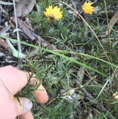 Xerochrysum viscosum at Acton, ACT - 13 Aug 2021