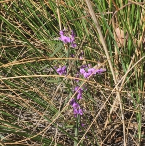 Hovea heterophylla at Acton, ACT - 13 Aug 2021 12:15 PM