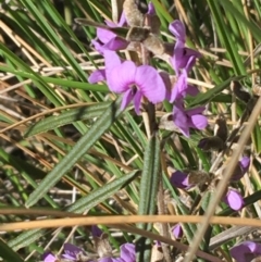 Hovea heterophylla at Acton, ACT - 13 Aug 2021 12:15 PM