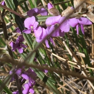 Hovea heterophylla at Acton, ACT - 13 Aug 2021 12:15 PM