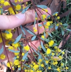 Acacia buxifolia subsp. buxifolia (Box-leaf Wattle) at Acton, ACT - 13 Aug 2021 by Ned_Johnston