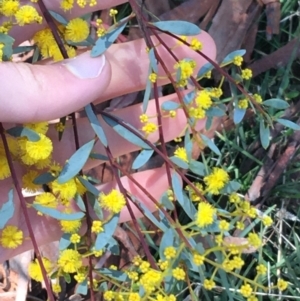 Acacia buxifolia subsp. buxifolia at Acton, ACT - 13 Aug 2021