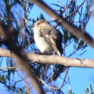 Petroica rosea at Boro, NSW - 13 Aug 2021