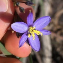 Stypandra glauca (Nodding Blue Lily) at Acton, ACT - 13 Aug 2021 by Ned_Johnston