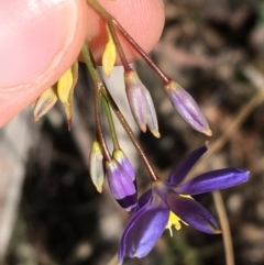 Stypandra glauca at Acton, ACT - 13 Aug 2021