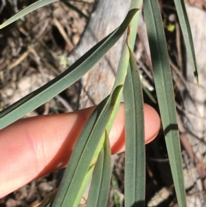 Stypandra glauca at Acton, ACT - 13 Aug 2021