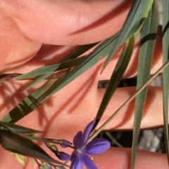 Stypandra glauca at Acton, ACT - 13 Aug 2021 12:18 PM