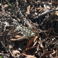 Leucopogon attenuatus (Small-leaved Beard Heath) at Downer, ACT - 13 Aug 2021 by Ned_Johnston