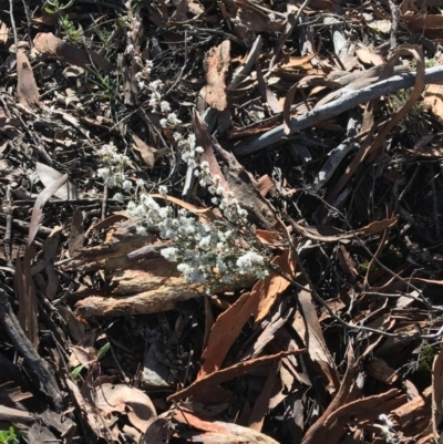 Leucopogon attenuatus (Small-leaved Beard Heath) at Downer, ACT - 13 Aug 2021 by Ned_Johnston