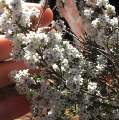 Leucopogon attenuatus at Downer, ACT - 13 Aug 2021