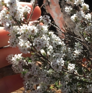 Leucopogon attenuatus at Downer, ACT - 13 Aug 2021