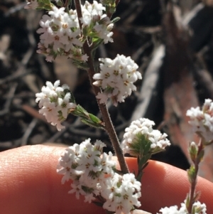 Leucopogon attenuatus at Downer, ACT - 13 Aug 2021