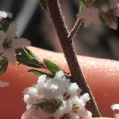 Leucopogon attenuatus at Downer, ACT - 13 Aug 2021