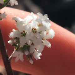 Leucopogon attenuatus at Downer, ACT - 13 Aug 2021