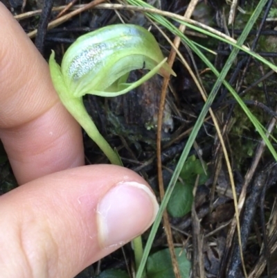 Pterostylis nutans (Nodding Greenhood) at Downer, ACT - 13 Aug 2021 by Ned_Johnston