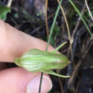 Pterostylis nutans at Downer, ACT - suppressed