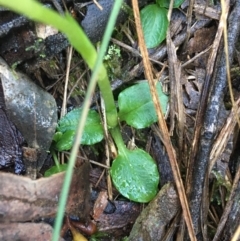 Pterostylis nutans at Downer, ACT - suppressed