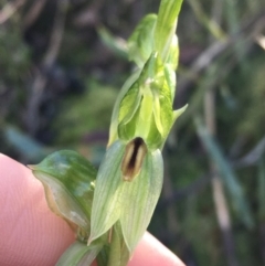 Bunochilus umbrinus (Broad-sepaled Leafy Greenhood) at Acton, ACT - 13 Aug 2021 by Ned_Johnston