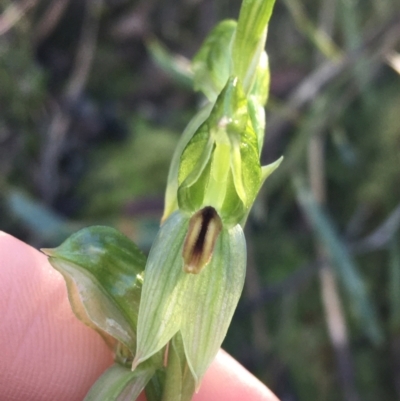 Bunochilus umbrinus (Broad-sepaled Leafy Greenhood) at Acton, ACT - 13 Aug 2021 by Ned_Johnston