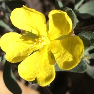 Hibbertia obtusifolia at Acton, ACT - 13 Aug 2021