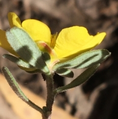 Hibbertia obtusifolia at Acton, ACT - 13 Aug 2021 12:56 PM