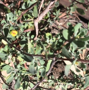 Hibbertia obtusifolia at Acton, ACT - 13 Aug 2021