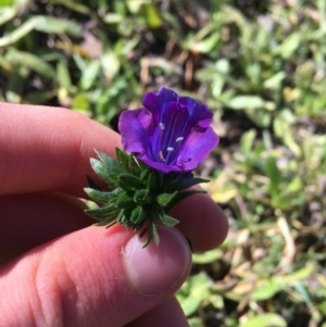 Echium plantagineum at Acton, ACT - 13 Aug 2021 12:50 PM