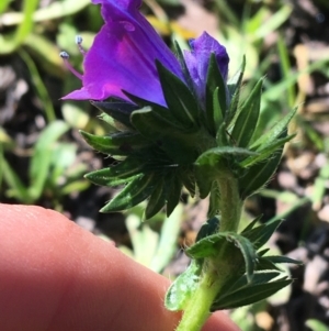 Echium plantagineum at Acton, ACT - 13 Aug 2021