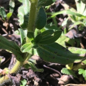 Echium plantagineum at Acton, ACT - 13 Aug 2021