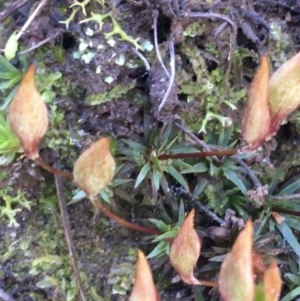 Polytrichaceae sp. (family) at Downer, ACT - 13 Aug 2021 12:45 PM