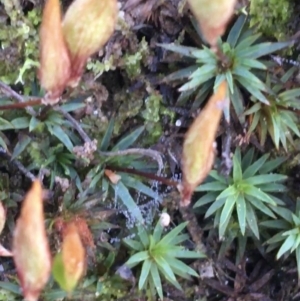 Polytrichaceae sp. (family) at Downer, ACT - 13 Aug 2021 12:45 PM