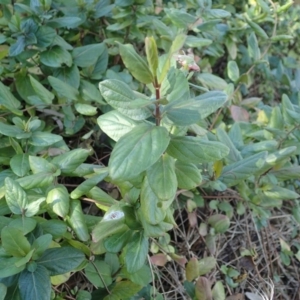 Lonicera japonica at Acton, ACT - 12 Aug 2021 01:51 PM