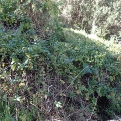 Lonicera japonica at Acton, ACT - 12 Aug 2021