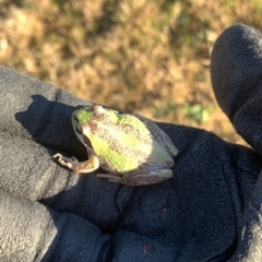 Litoria verreauxii verreauxii (Whistling Tree-frog) at Mitchell, ACT - 12 Aug 2021 by JStynes