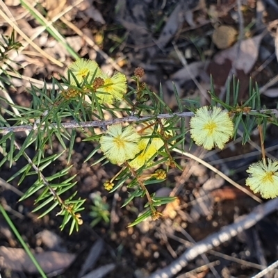 Acacia ulicifolia (Prickly Moses) at Cook, ACT - 12 Aug 2021 by drakes