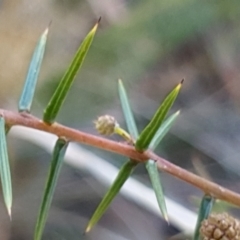 Acacia ulicifolia at Cook, ACT - 12 Aug 2021