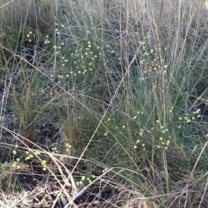 Acacia ulicifolia at Cook, ACT - 12 Aug 2021 10:13 AM